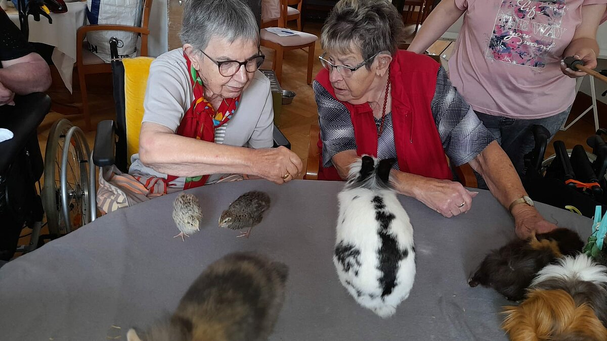 Viele Tiere bei uns zu Besuch