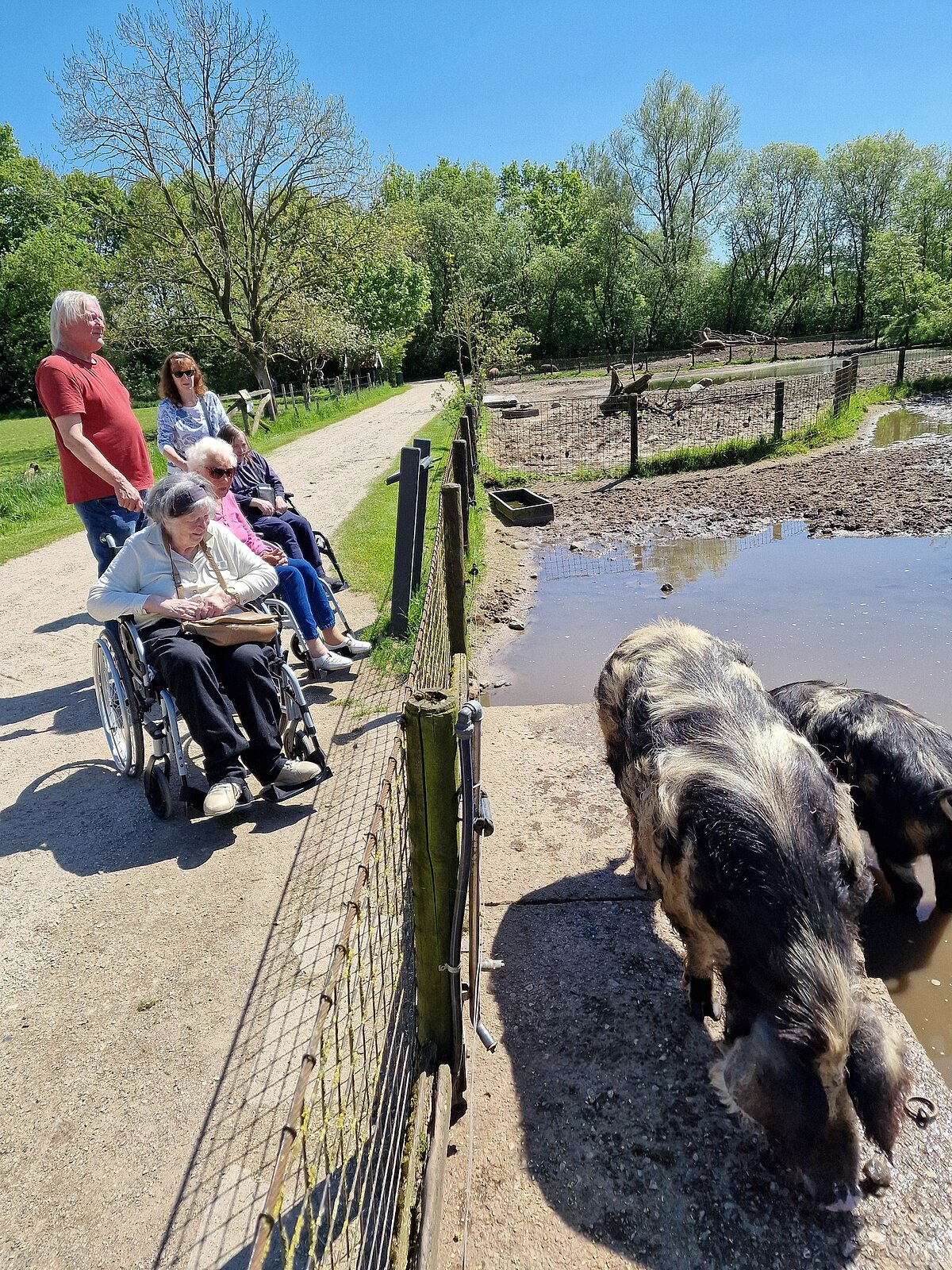 Schweine im Landschaftstierpark