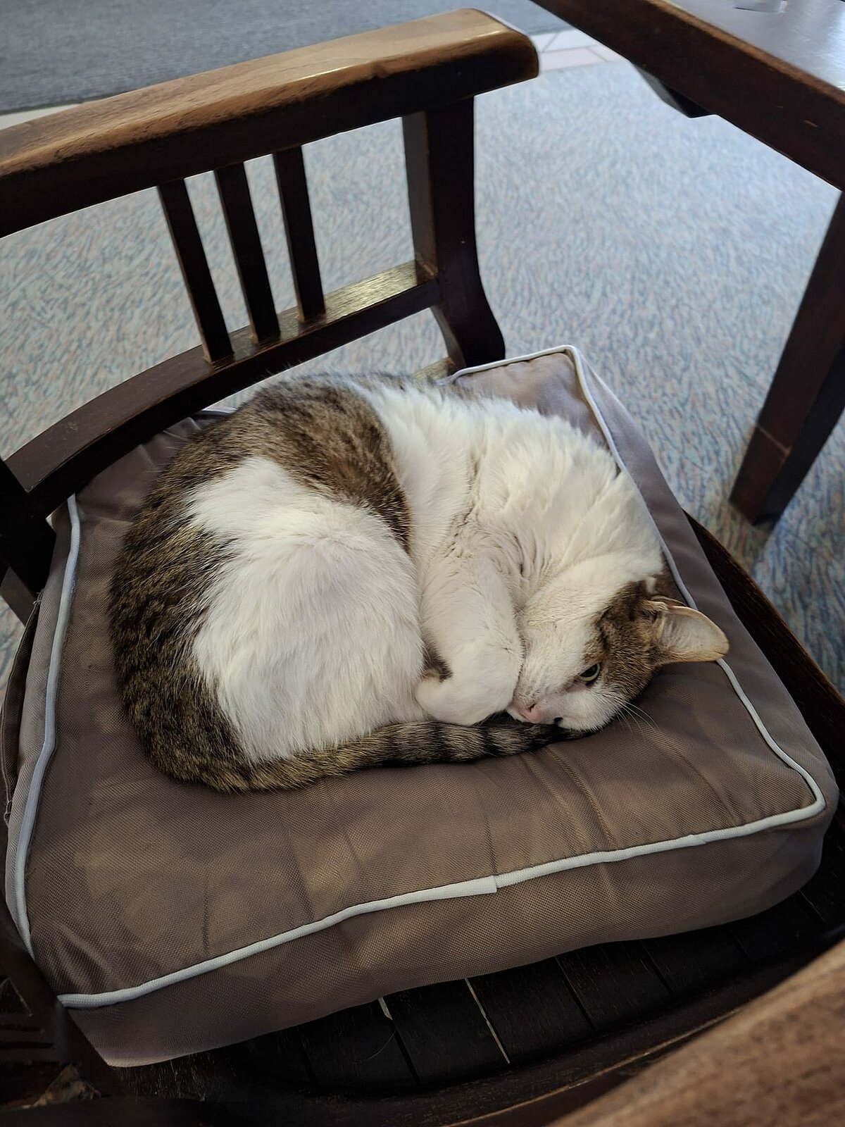 katze