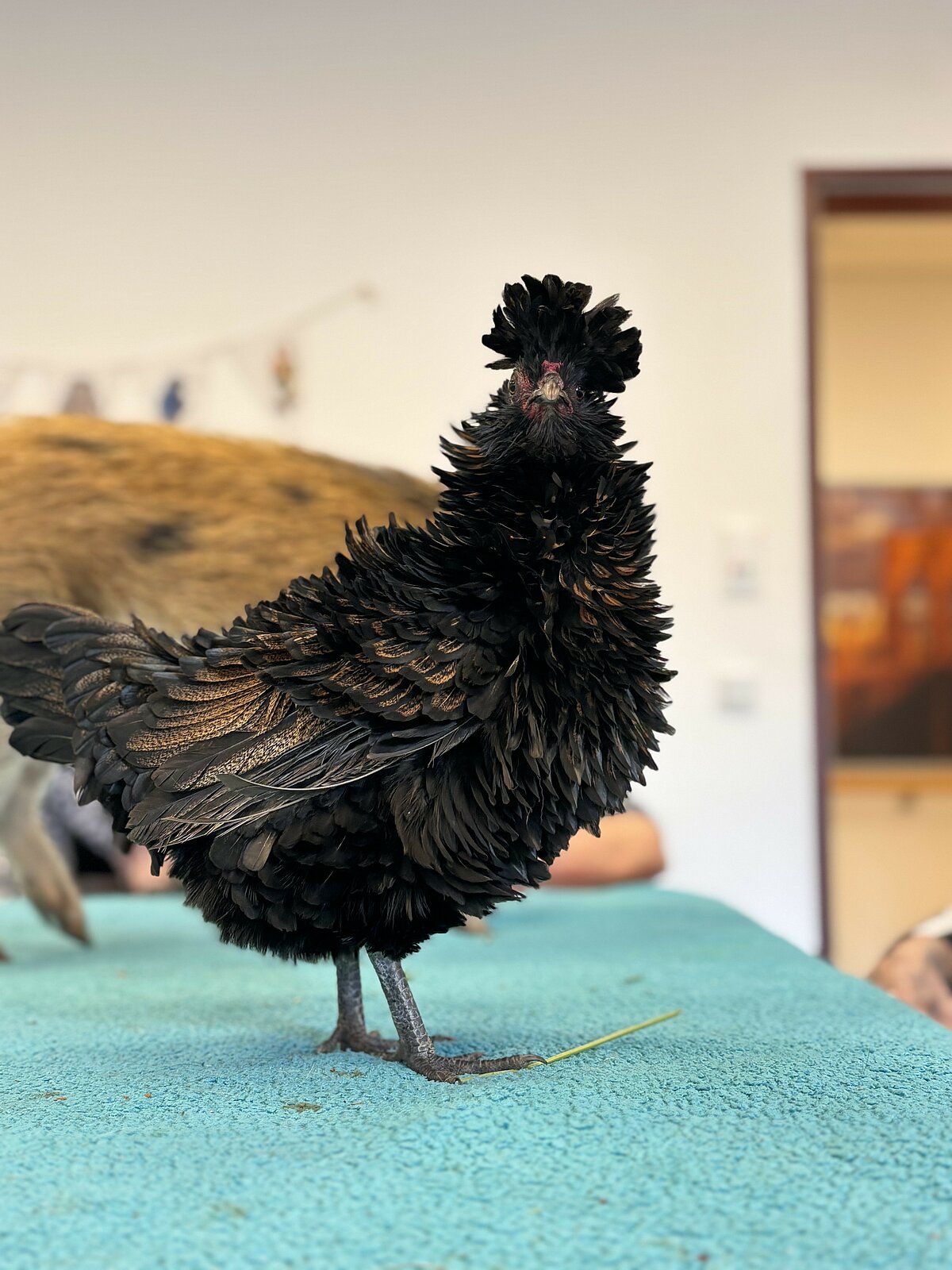 Besuch der Tiertherapie 