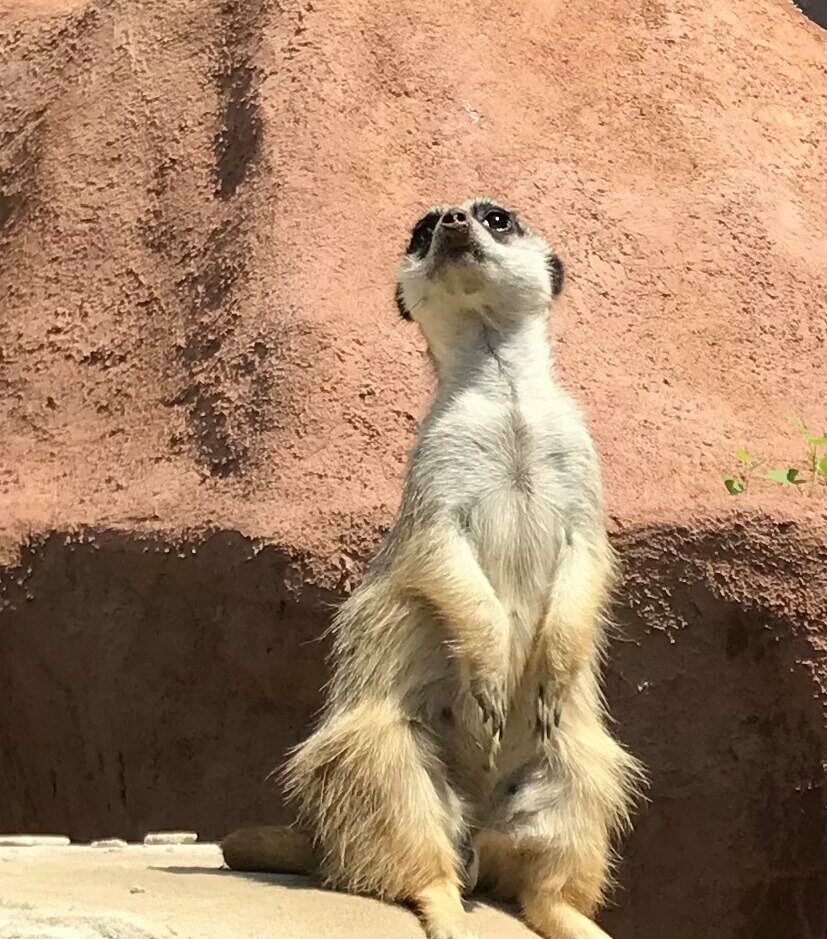 Erdmaennchen - Patenschaft Zoo Dortmund