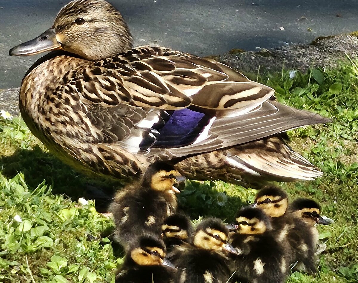 Neue Besucher (Enten) im Magda Theede Haus
