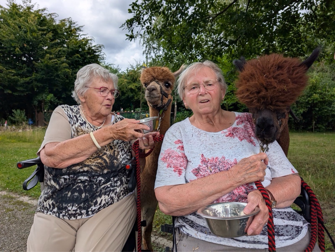 Alpaka-Besuch im Garten